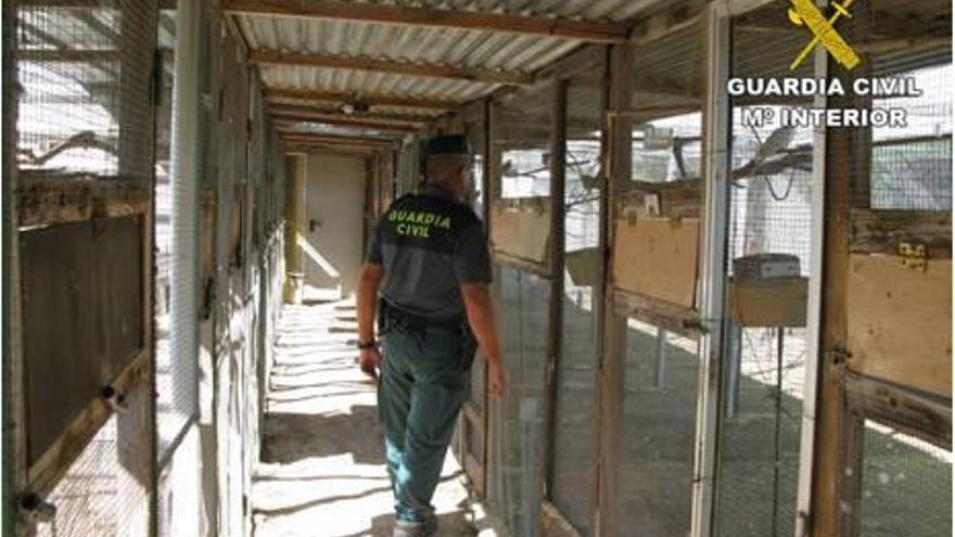 Imágenes de un agente inspeccionando las jaulas y de varias aves intervenidas en la operación.