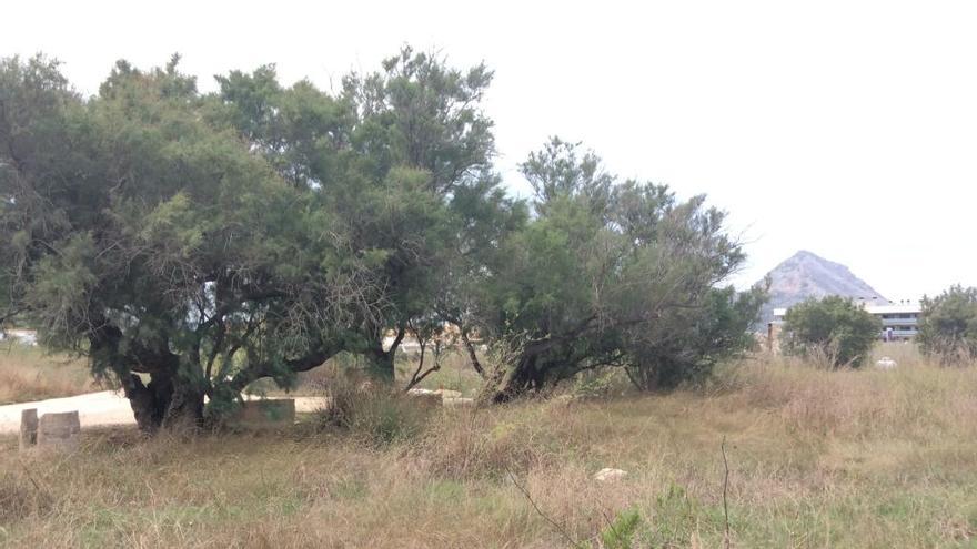 Tamariscos en el antiguo marjal del Saladar de Xàbia.