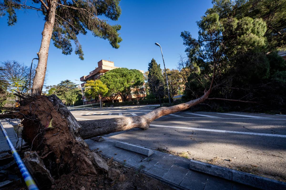 Barcelona 12/02/2026 Sociedad Vendaval en Barcelona. Árboles caídos avenida Pedralbes y zona Diagonal. AUTOR: JORDI OTIX
