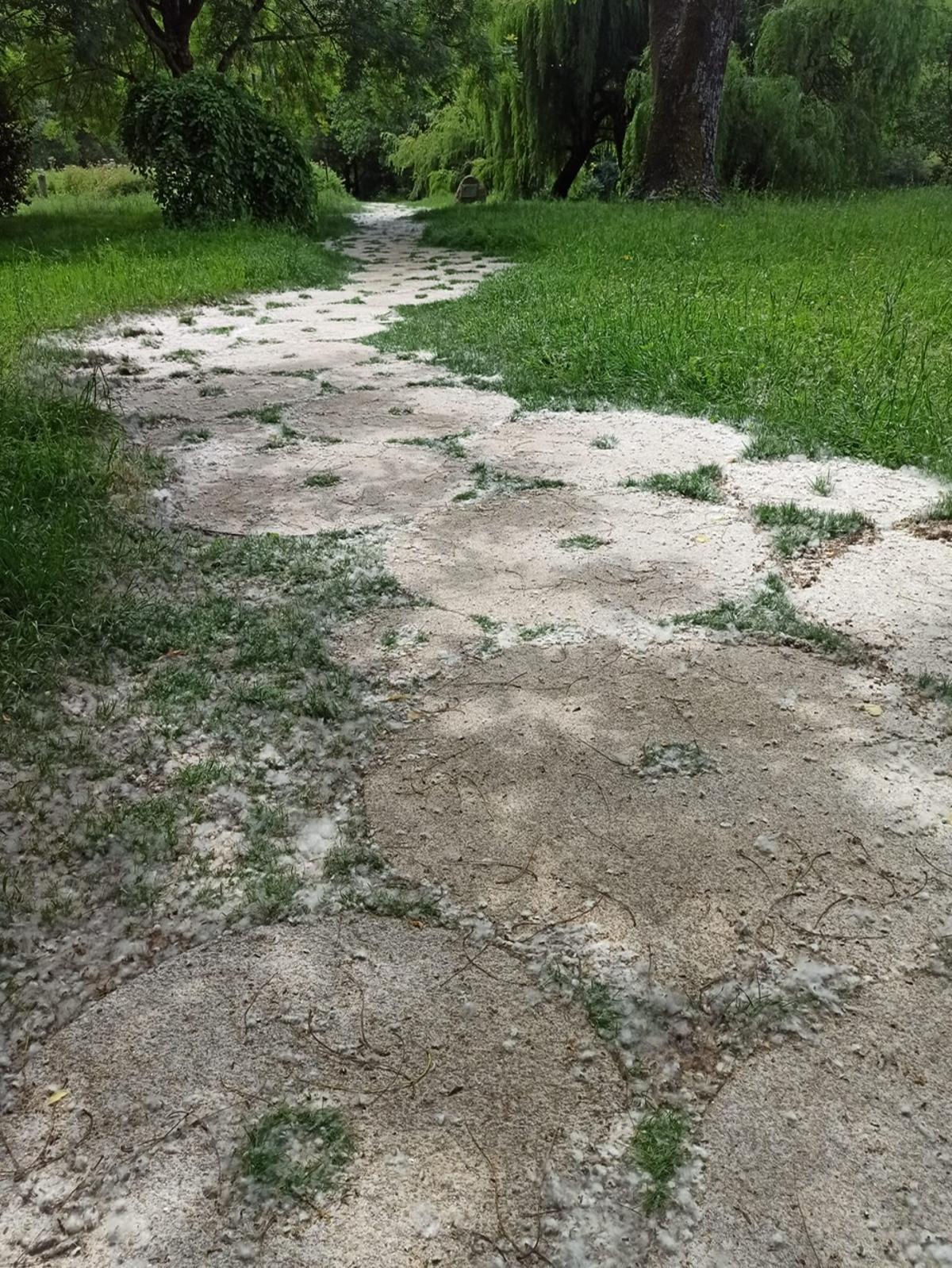 Aspecto del Xardín Botánico