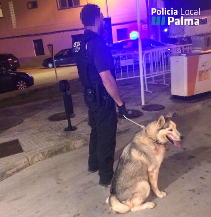 Interceptan a un perro tras atacar a un rebaño