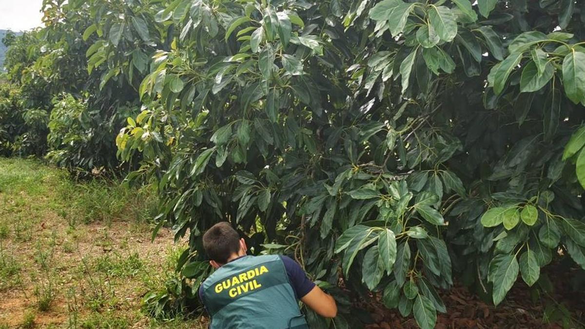 Imagen de archivo de un guardia civil en una finca de aguacates. INFORMACIÓN