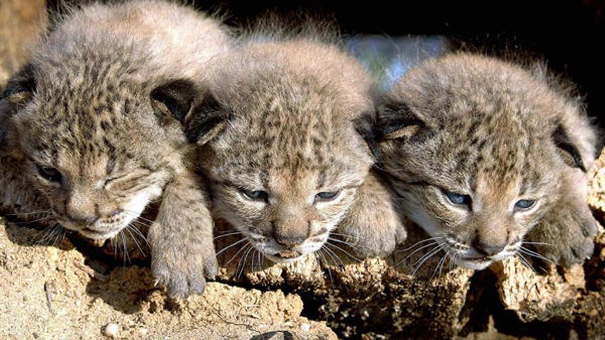 Tres cachorros nacidos en cautividad en las instalaciones de El Acebuche, en el Parque Nacional de Doñana.