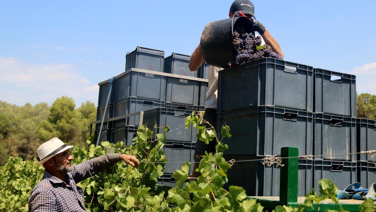 Veremadors durant la collita de la DO Penedès del 2022