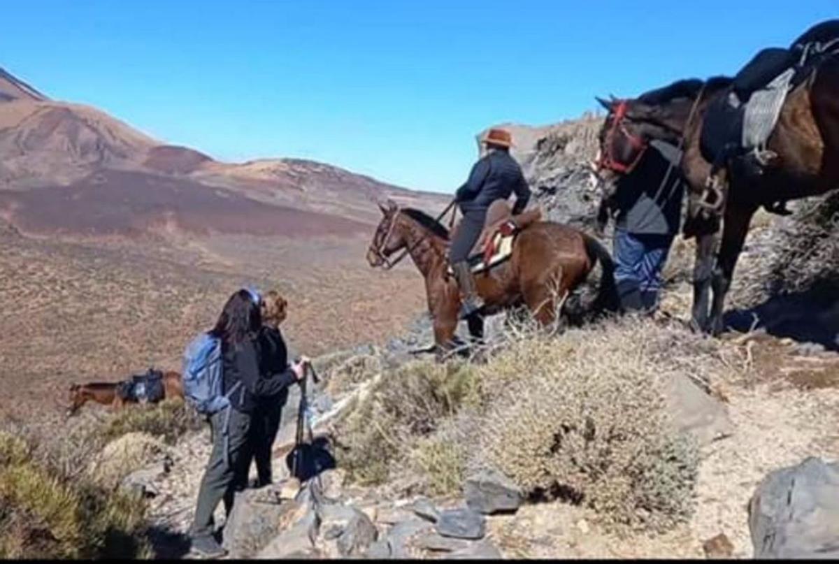 Enero de 2022. Un grupo de caballos transita por el Teide. Está prohibido desde que se constituyó el Parque Nacional en 1954, hace 69 años. | e.d.