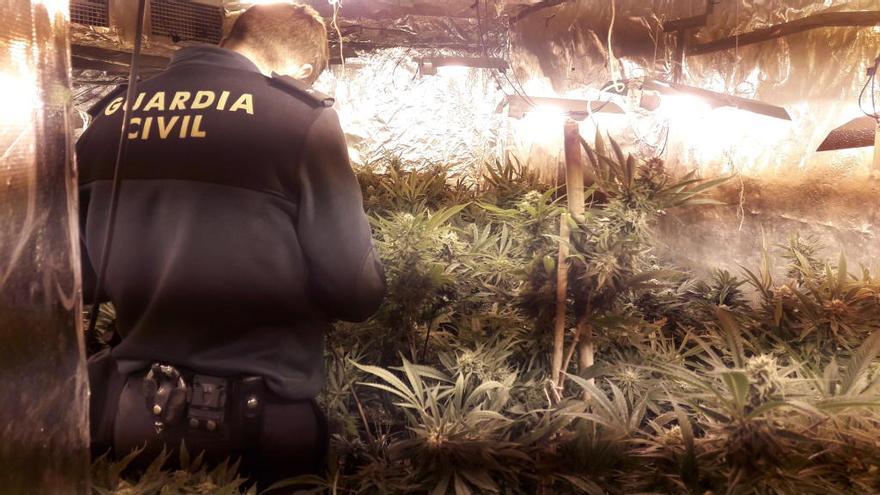 Dos detenidos tras desmantelar una plantación de marihuana en Albalat de la Ribera