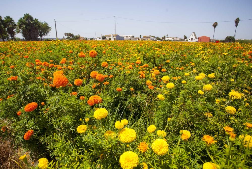 Las flores de la Batalla de la Fira de Juliol y carteles históricos