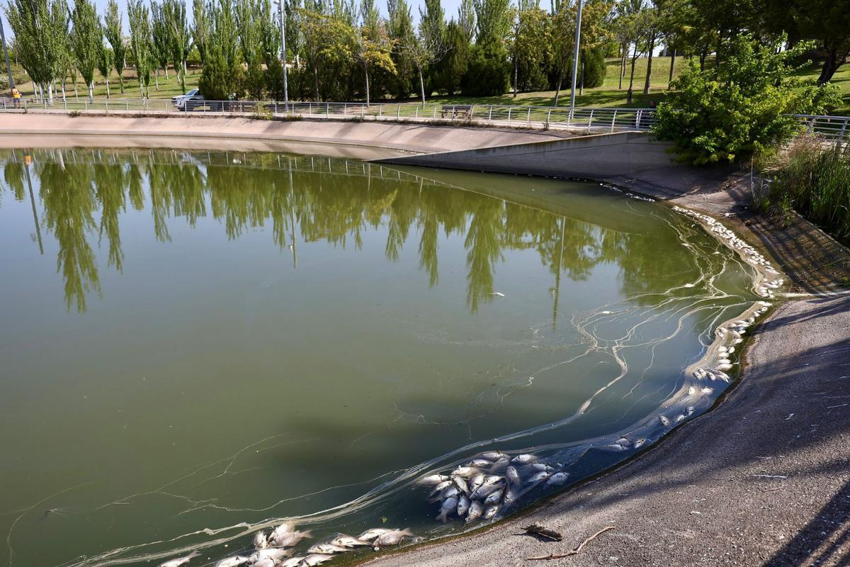 En imágenes | Los vecinos de Valdespartera alertan de la presencia de peces muertos en el lago Penélope Cruz En imágenes | Los vecinos de Valdespartera alertan de la presencia de peces muertos en el lago Penélope Cruz
