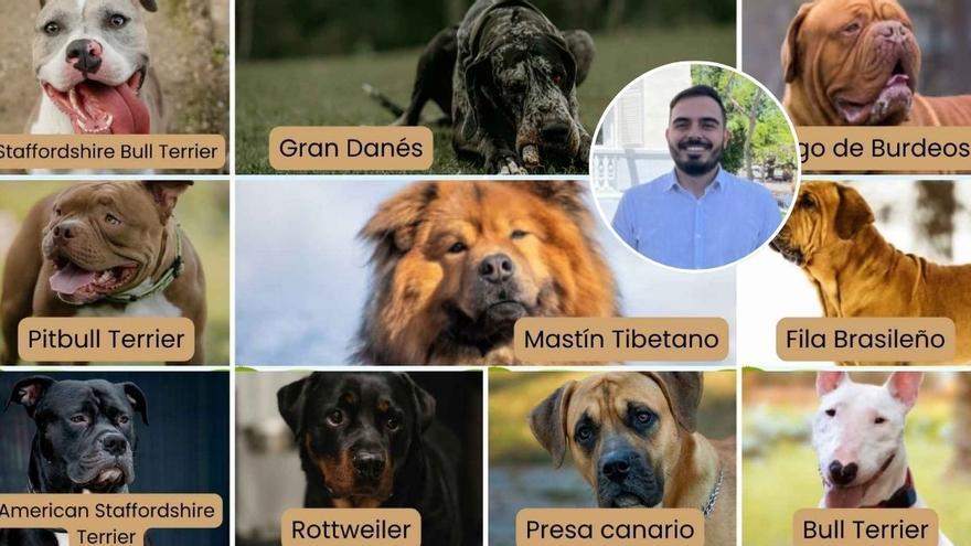 Cuando un perro no nace agresivo: la historia y el estigma del presa canario