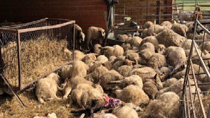 Una manada de perros libres mata a 221 corderos