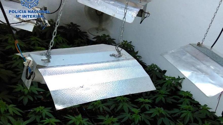 Plantación de marihuana hallada en un piso de Can Pastilla.