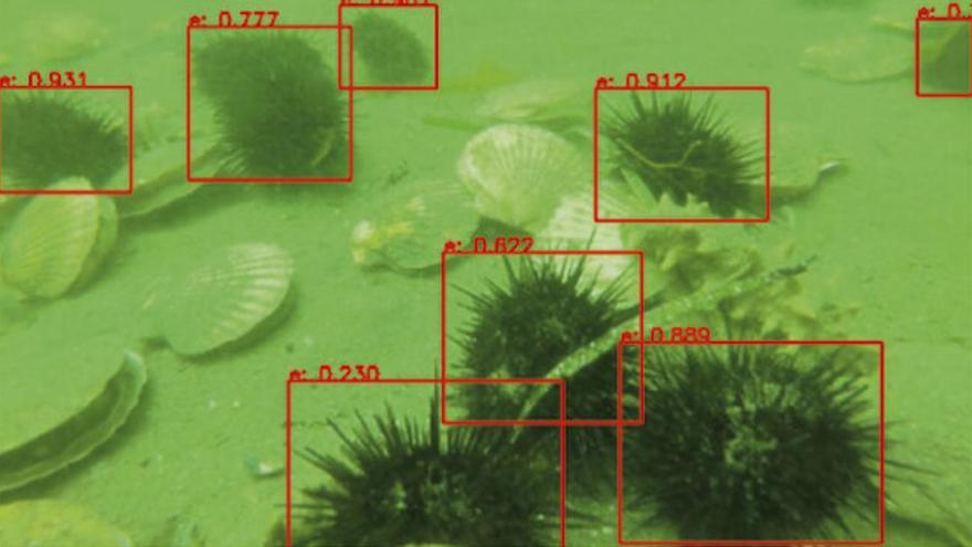 Científicos y cofradías usarán IA y robots submarinos para conservar el erizo de mar