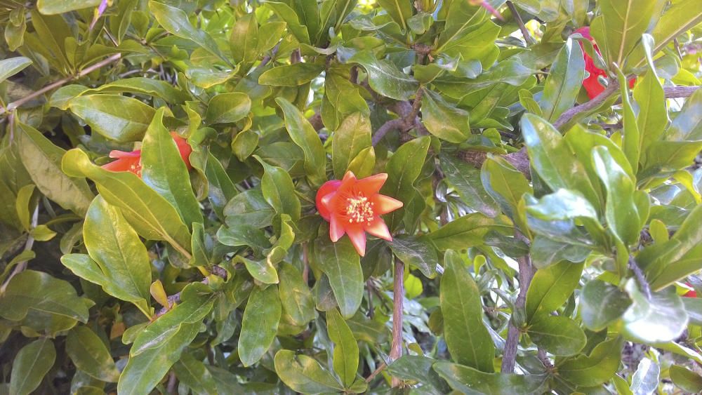 Flor del magraner. La magrana és una de les fruites dolces típiques de la tardor. Sovint es fa servir per preparar postres i és molt vistosa. També combina perfectament amb els gelats, els iogurts i els formatges.