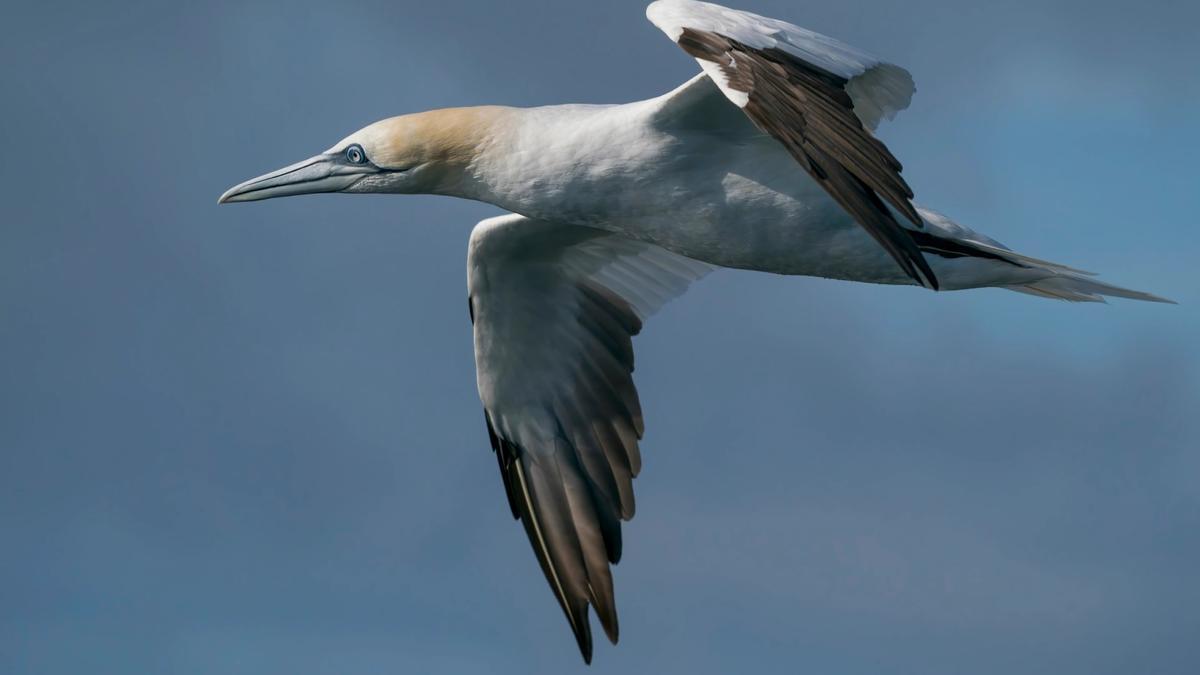 Un ejemplar de alcatraz común.