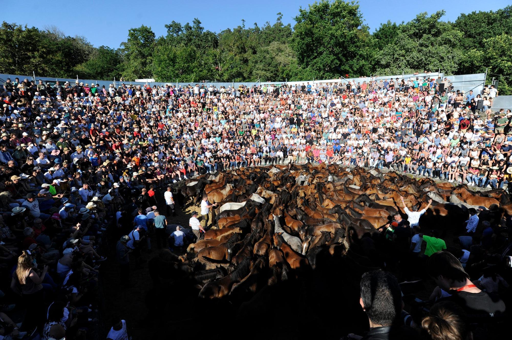 Una multitudinaria Rapa sin restricciones: 1.800 personas abarrotan Sabucedo