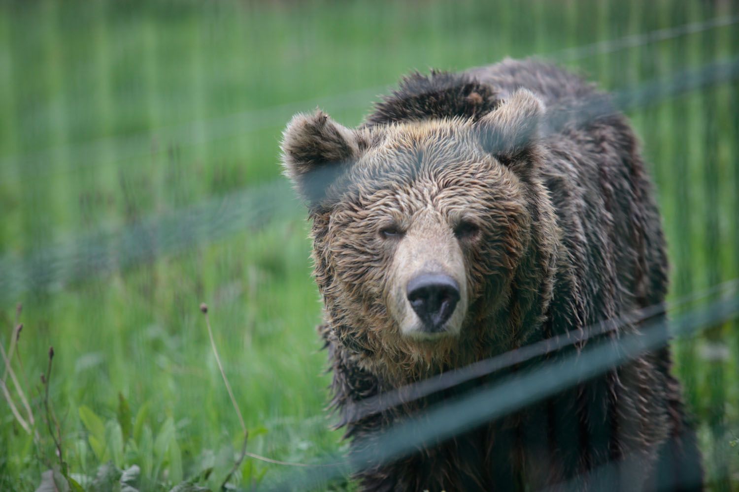 EN IMÁGENES: Así fue la vida de la osa "Paca" en el cercado de los Valles del Trubia