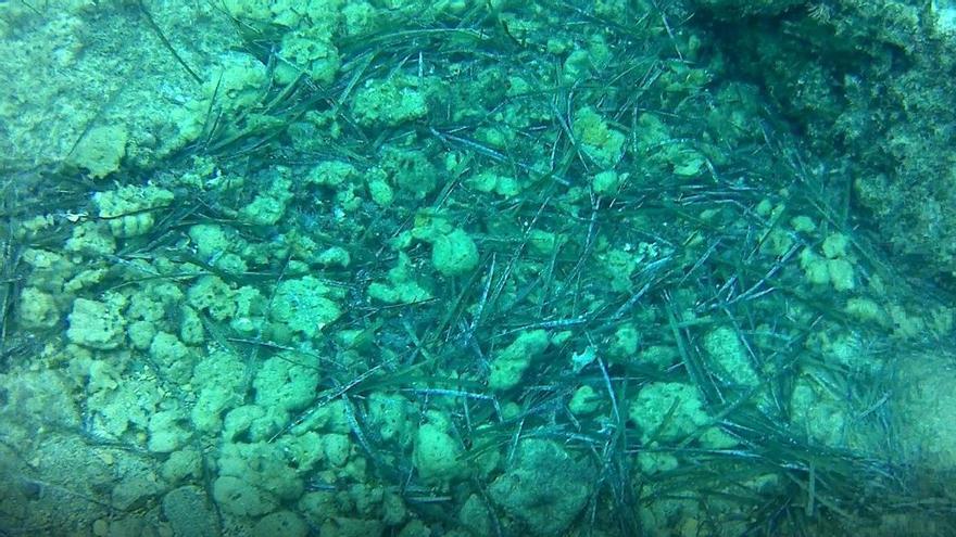 Esponges mortes i despreses de la roca acumulades al fons, fotografiades a la zona de Ses Illetes de Tossa de Mar el 23 d’octubre