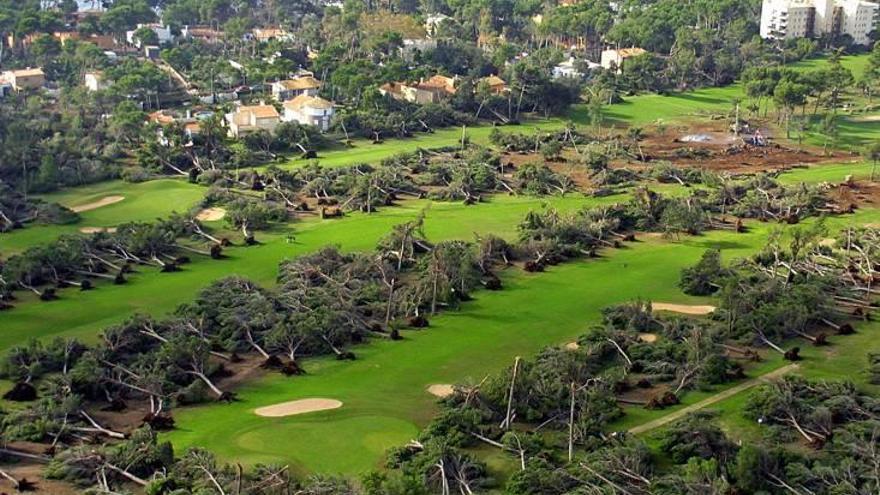 Árboles derribados en la Costa de los Pinos por el temporal.