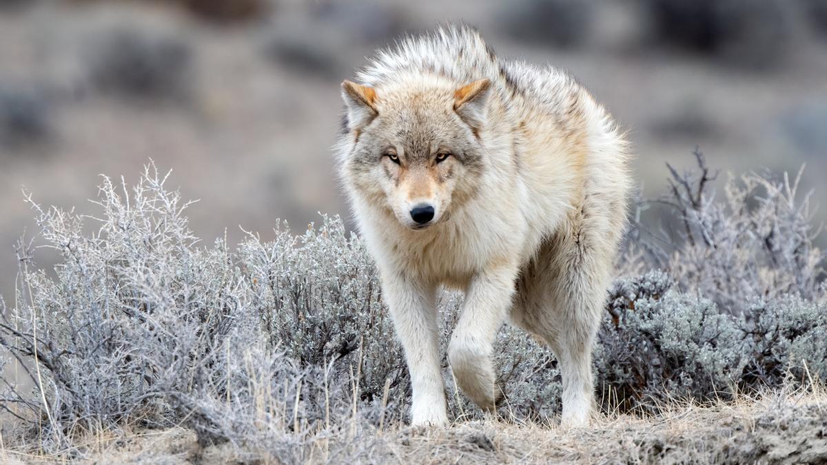 Zona de la Muerte de Yellowstone, un lugar en el que la ley no dice nada