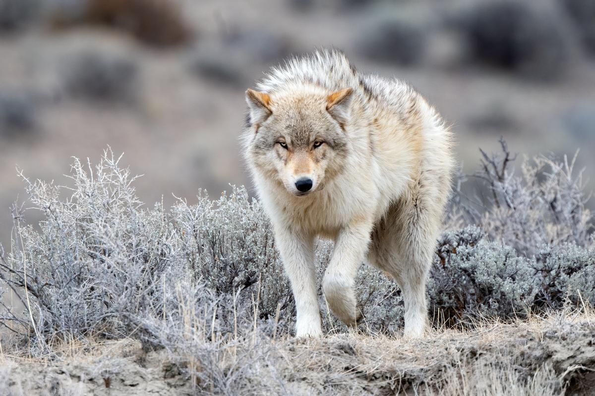 Un rincón sin ley en Yellowstone