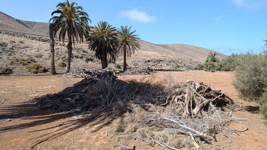 La UE financia la recuperación de los palmerales autóctonos de Fuerteventura
