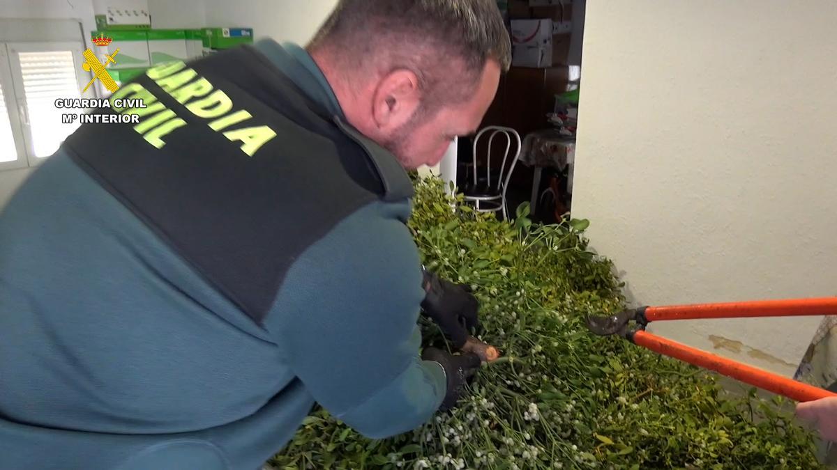 La Guardia Civil incauta 300 kilos de muérdago en Pina