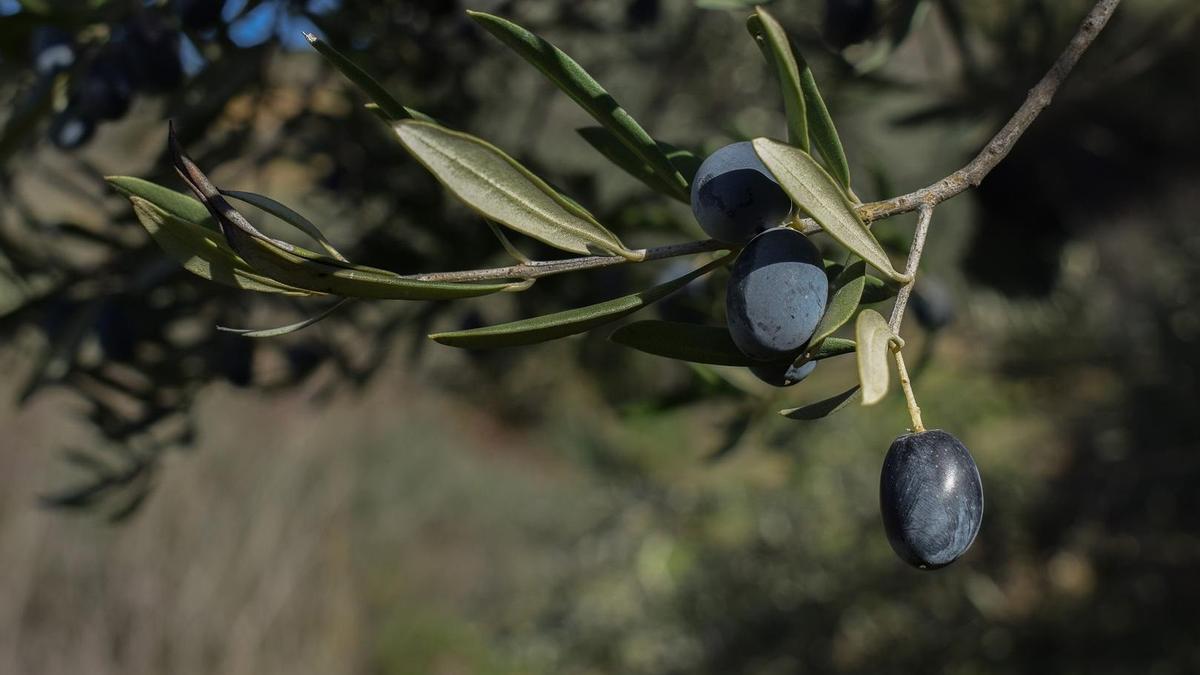 El sector de la aceituna de mesa española exige que se pase &quot;de las palabras a los hechos&quot; para terminar con cinco años de &quot;aranceles injustos&quot;.