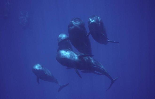 Cetáceos en La Gomera