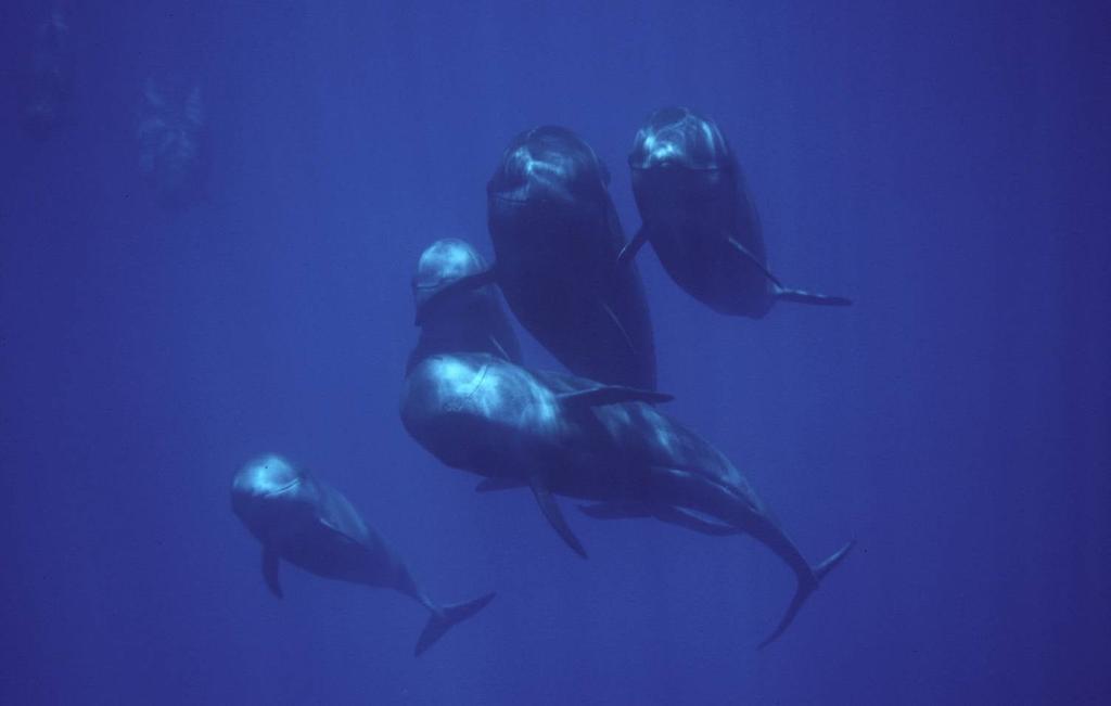 Cetáceos de todo el planeta acuden a las aguas de La Gomera, convirtiendo esta isla en un auténtico santuario para estas especies.