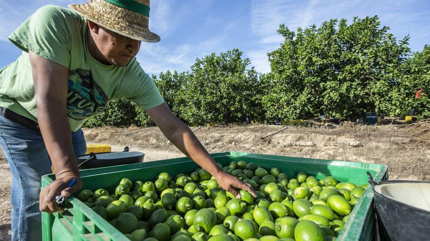 Los costes y la mala cosecha impiden al sector aprovechar la subida de precio del limón