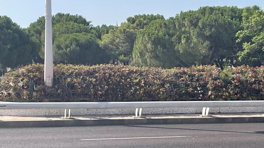 Las macetas del puente de las flores se secan