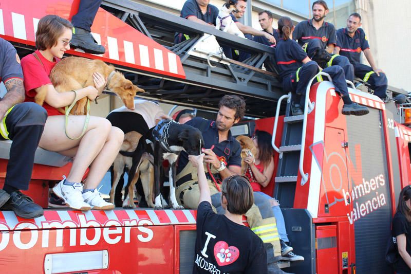 Los Bomberos de Valencia, con la adopción de mascotas