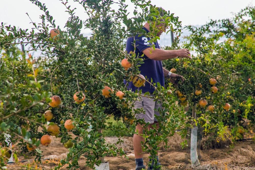 Una familia de agricultores de Elche escoge suelos torrevejenses para cultivar el fruto con denominación de origen