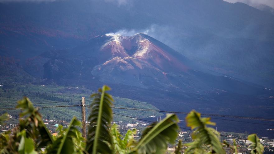 La Palma celebra la primera cosecha de plátanos tras la erupción del volcán