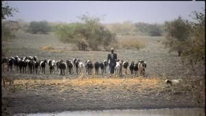 Un pastor apacienta a sus cabras en las inmediaciones del lago Chad.