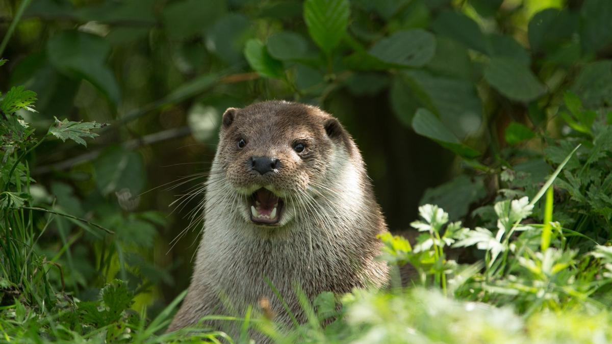 La nutria en España se recupera gracias a una especie invasora