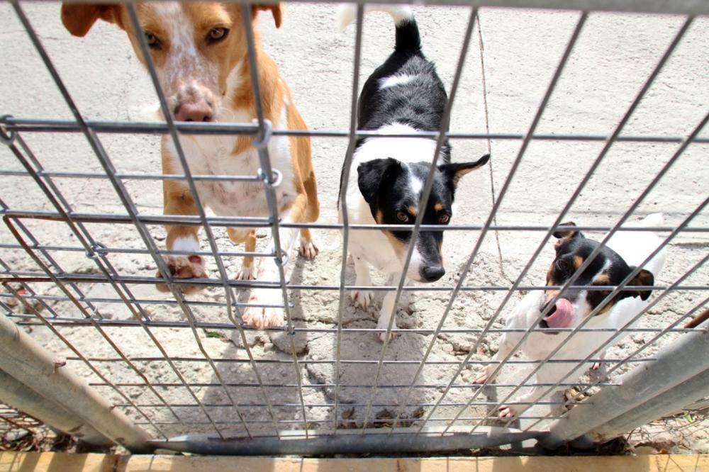 Los ingresos del refugio son destinados a la recuperación y subsistencia de perros y gatos.