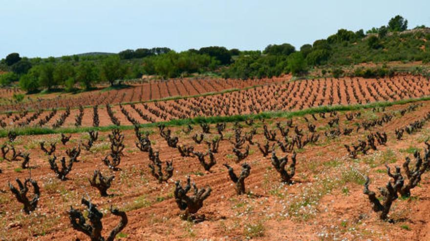 Alicante y Utiel-Requena defienden la belleza de los paisajes del vino