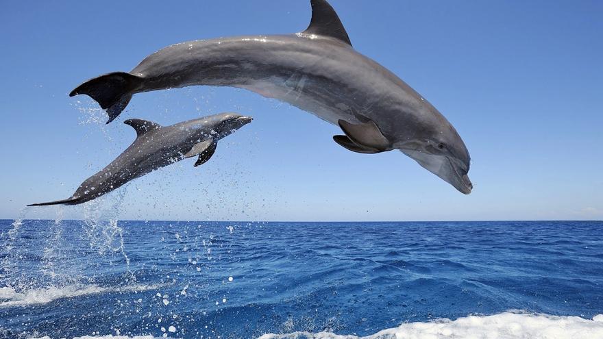 Delfines deslumbran con sus saltos en la costa de Torrevieja: un espectáculo natural impagable