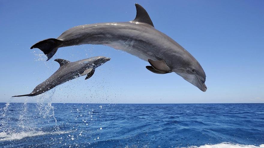 Espectacular avistamiento de delfines en una playa de El Campello
