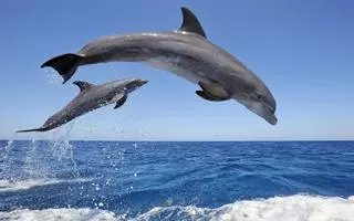 Espectacular avistamiento de delfines en una playa de El Campello