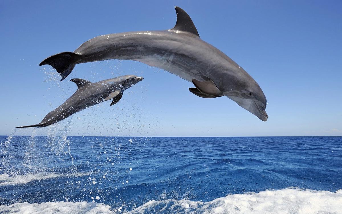 Los delfines son animales muy inteligentes