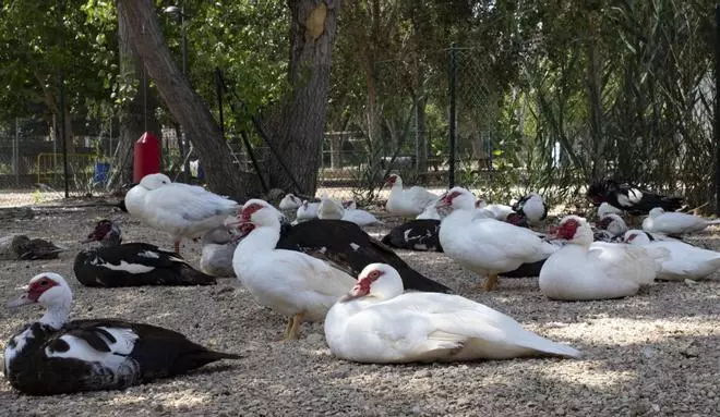 El Gorg de l'Omet arrastra problemas desde hace años