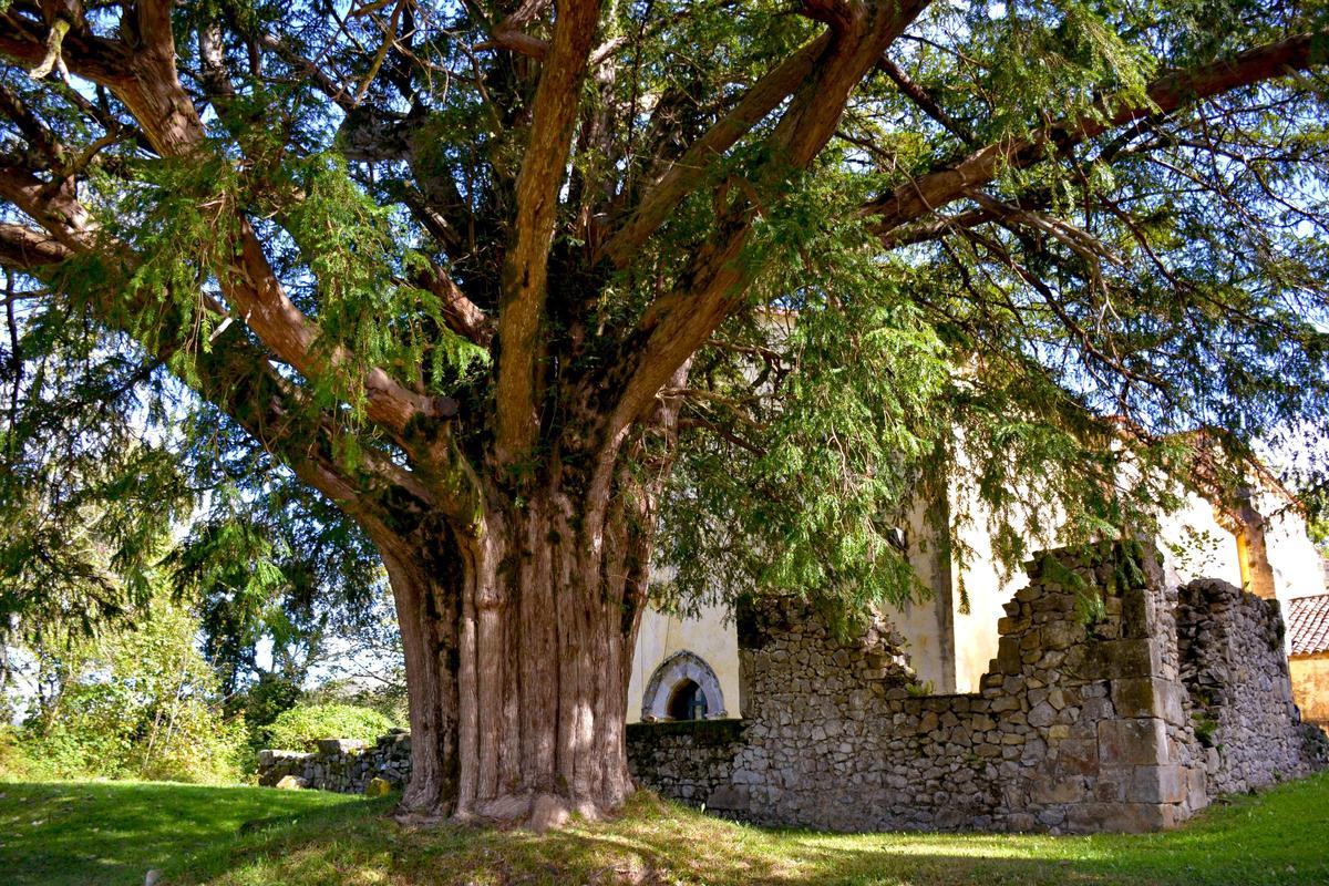 El gran tejo milenario junto a la iglesia románica de Santa Eulalia de Abamia, declarada monumento nacional