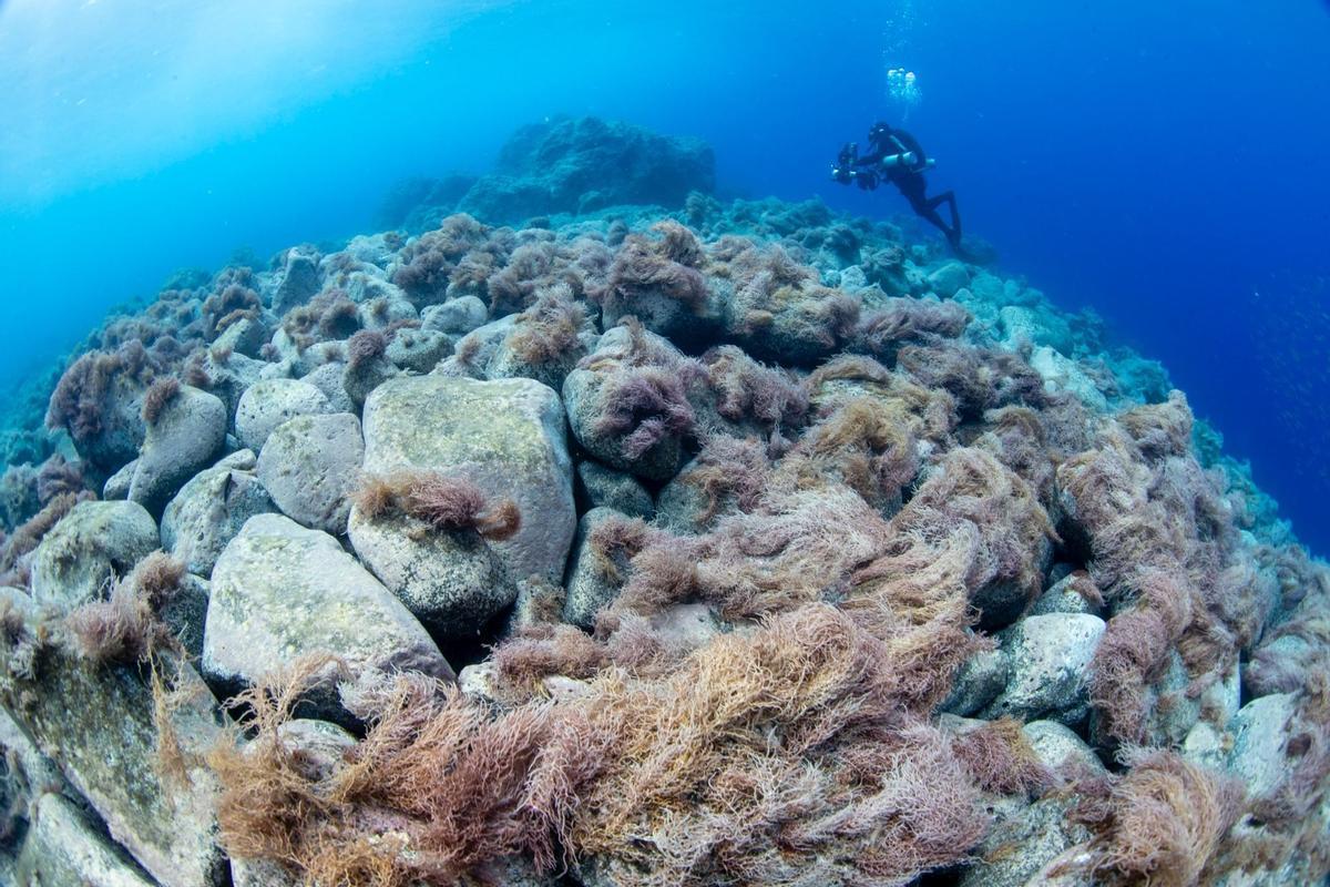 La vida renace en la lava del volcán Tajogaite