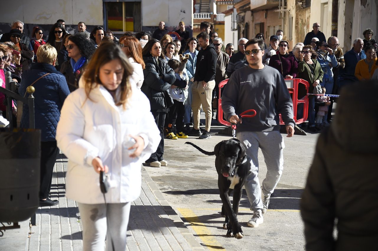 Bendición de animales por San Antón en Cartagena