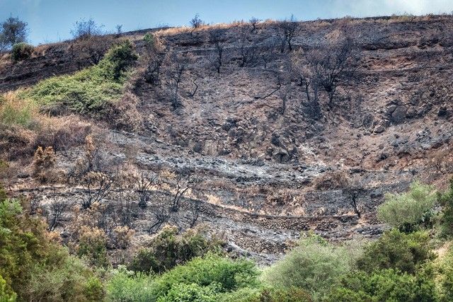 Zonas arrasadas por el incendio en el Norte de Tenerife