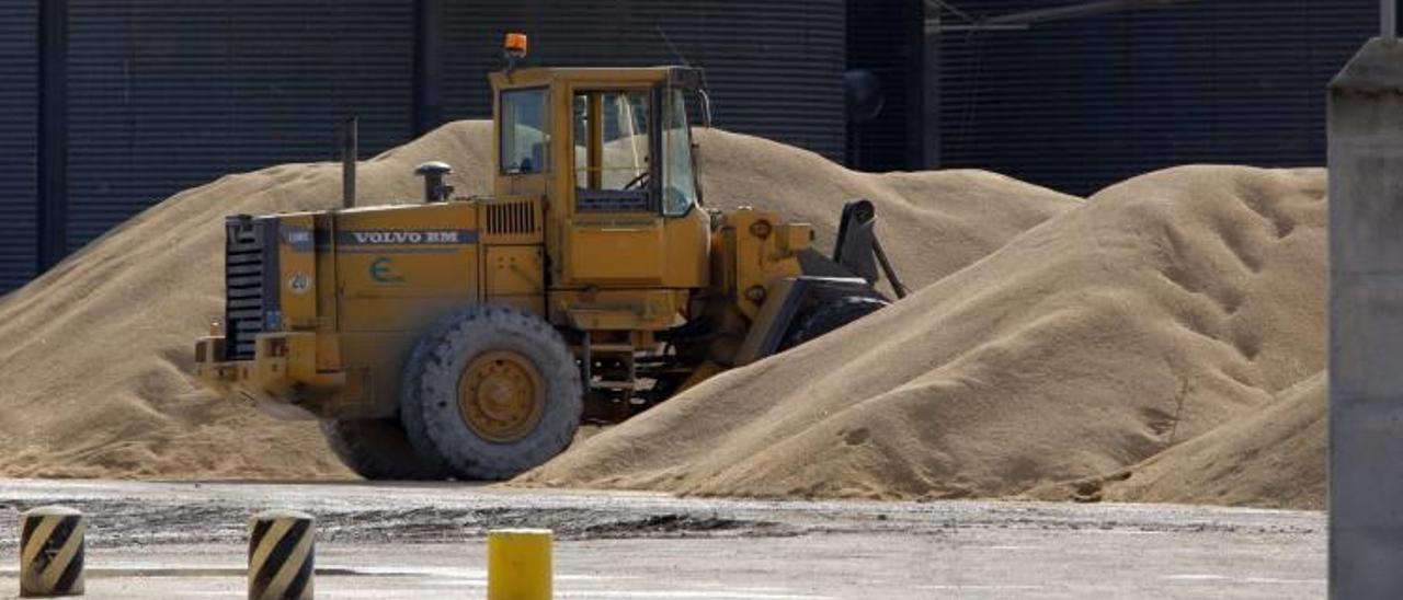 La campaña arrocera se cierra con una merma del 50 % por la anoxia