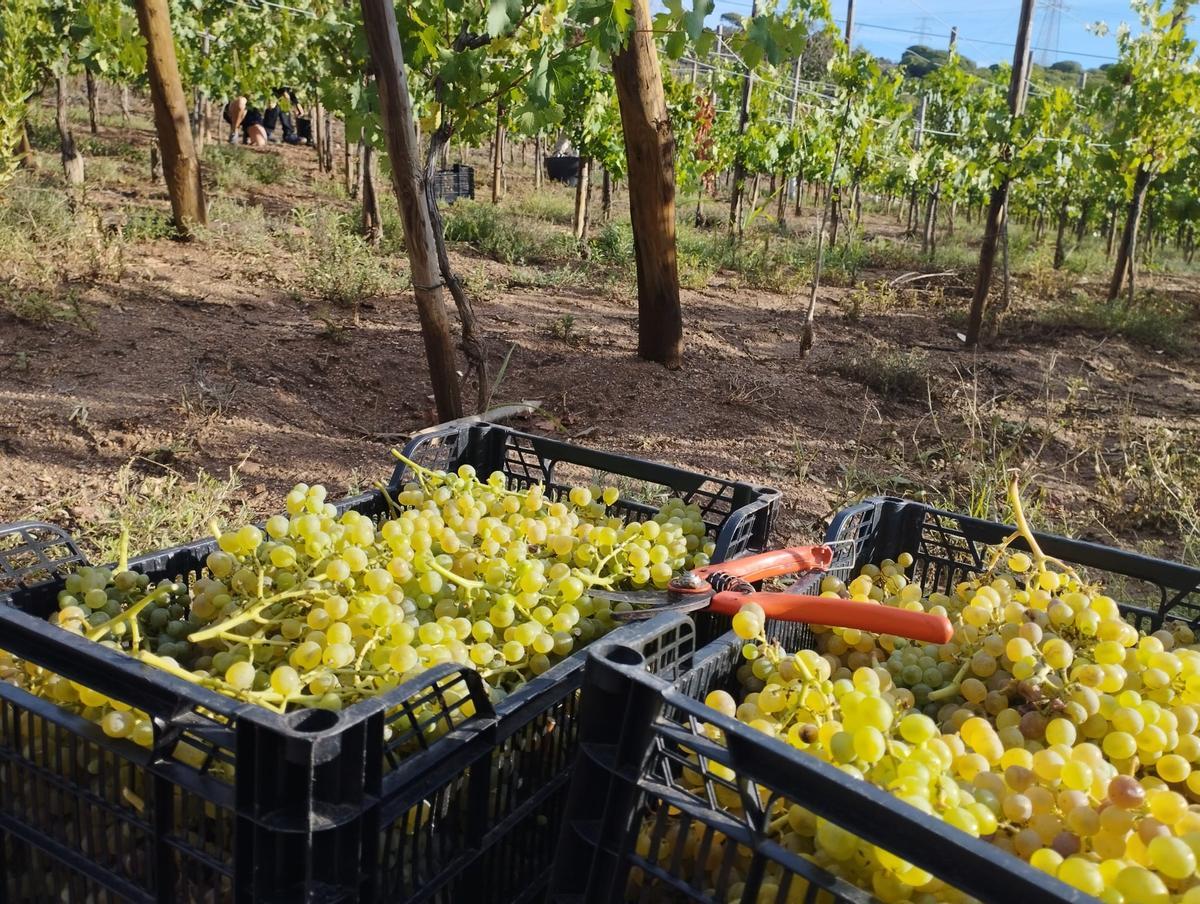 Algo más de 1.000 kilos, el resultado de la primera recogida de uva de 'Vall de Betlem'