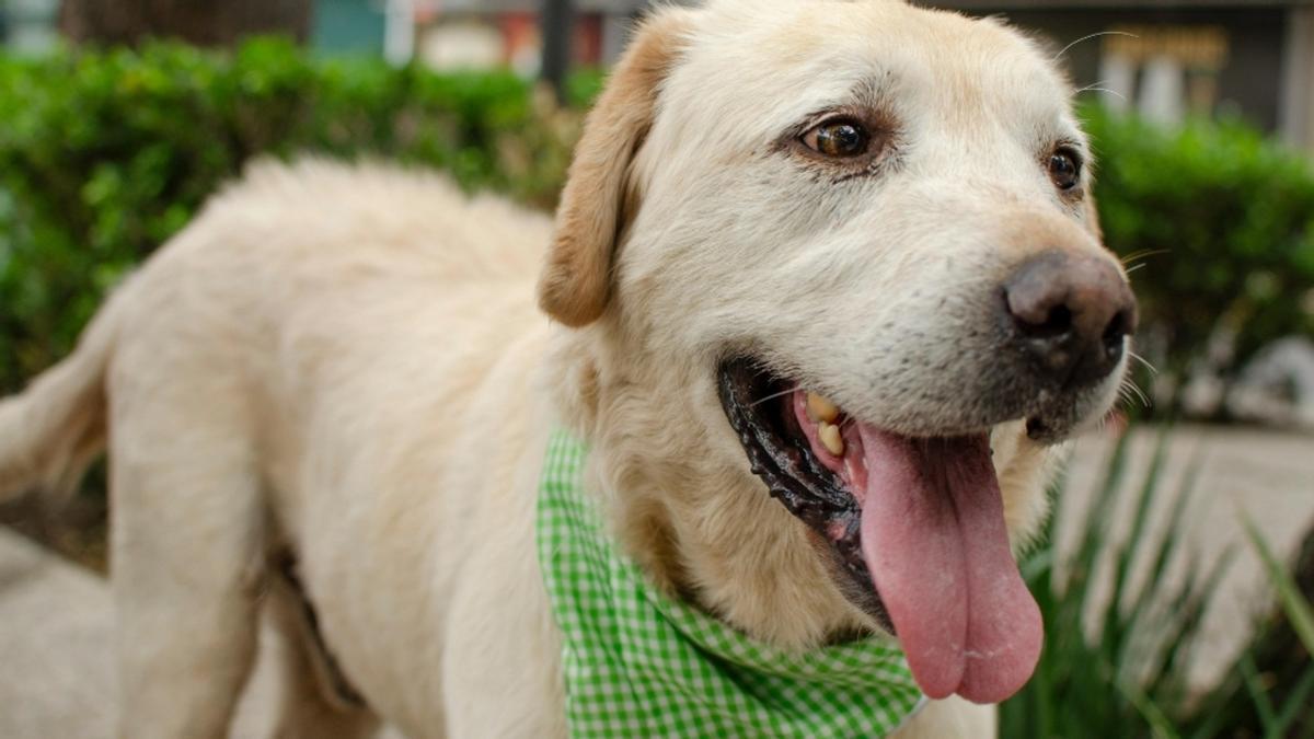 València pide empatía en Fallas: el pañuelo verde para proteger a las mascotas del ruido de petardos.